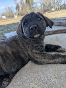 Livestock Guardian Puppies - Photo 3