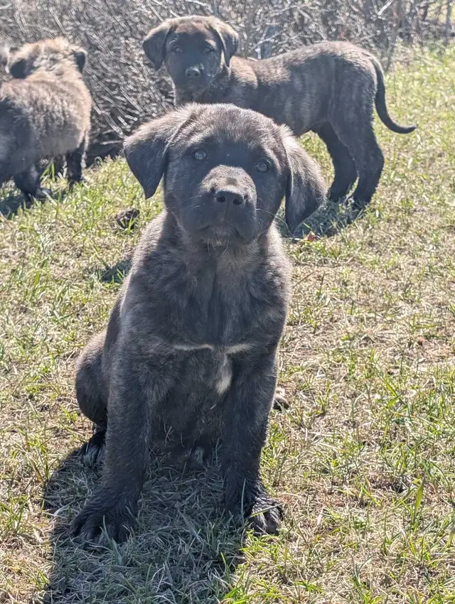 Livestock Guardian Puppies - Photo 4