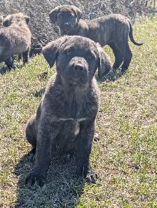 Livestock Guardian Puppies - Photo 4