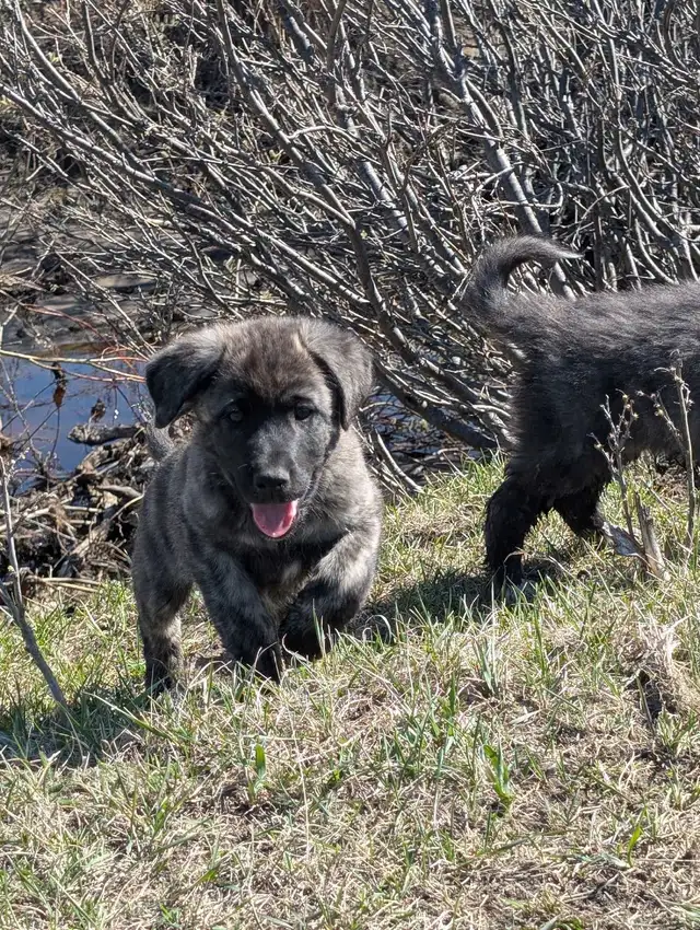 Livestock Guardian Puppies - Photo 5