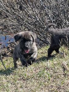 Livestock Guardian Puppies - Photo 5