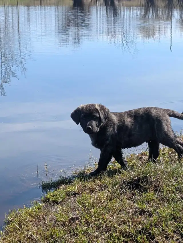 Livestock Guardian Puppies - Photo 6