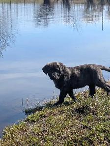 Livestock Guardian Puppies - Photo 6