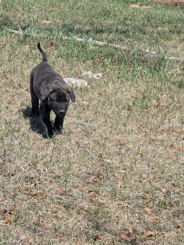 Livestock Guardian Puppies - Photo 7