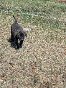 Livestock Guardian Puppies - Photo 7