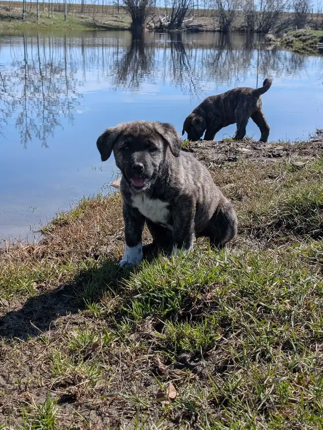 Livestock Guardian Puppies - Photo 8