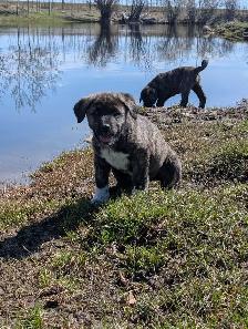 Livestock Guardian Puppies - Photo 8