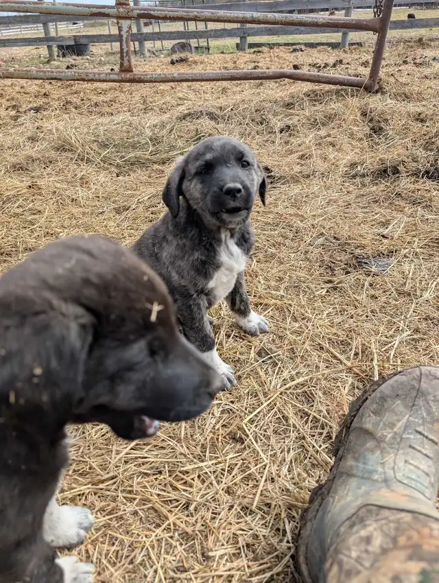 Livestock Guardian Puppies - Photo 9