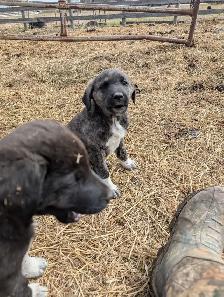 Livestock Guardian Puppies - Photo 9