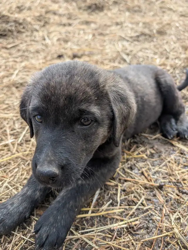 Livestock Guardian Puppies - Photo 10
