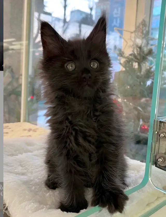 Purebred Maine Coon Kittens
