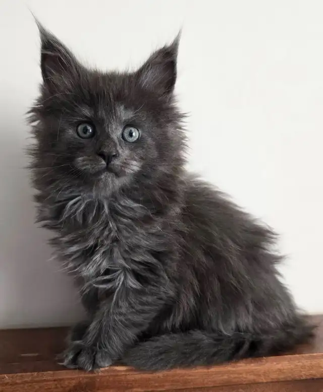 Purebred Maine Coon Kittens - Photo 2
