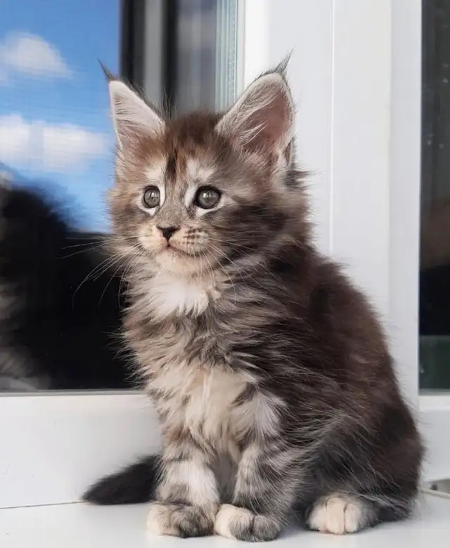 Purebred Maine Coon Kittens - Photo 3