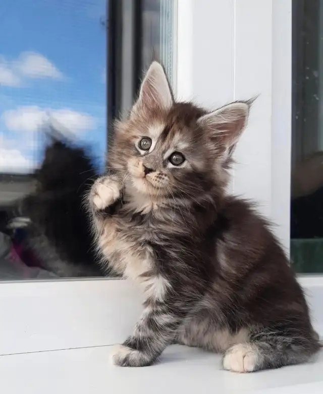 Purebred Maine Coon Kittens - Photo 4