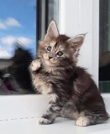 Purebred Maine Coon Kittens - Photo 4