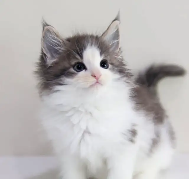 Purebred Maine Coon Kittens - Photo 5