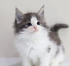 Purebred Maine Coon Kittens - Photo 5
