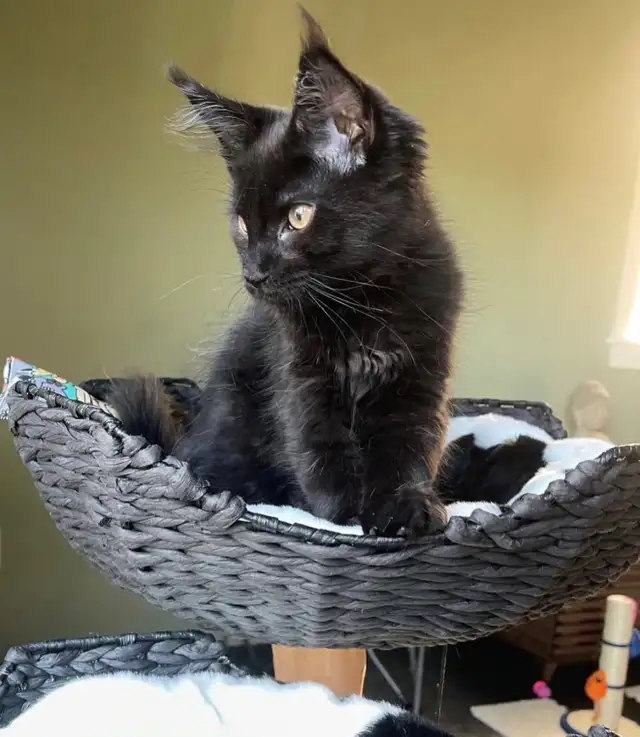 Purebred Maine Coon Kittens - Photo 6