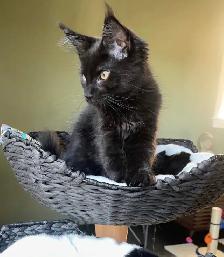 Purebred Maine Coon Kittens - Photo 6
