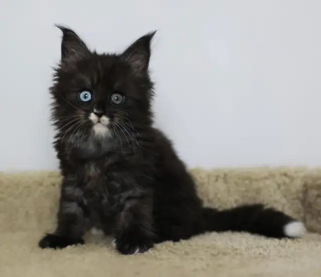 Purebred Maine Coon Kittens - Photo 7