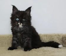 Purebred Maine Coon Kittens - Photo 7
