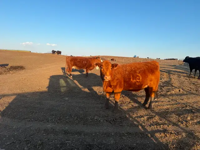 5 Simmental Bred Cows for sale