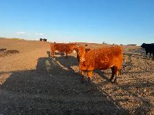 5 Simmental Bred Cows for sale