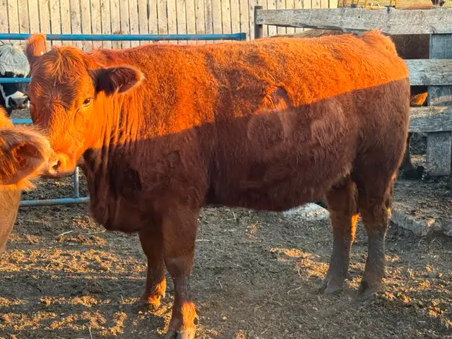 5 Simmental Bred Cows for sale - Photo 2