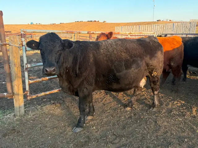 5 Simmental Bred Cows for sale - Photo 3