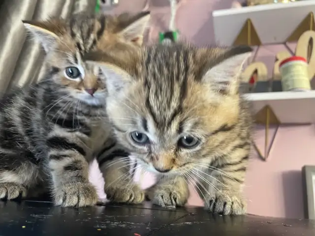prestigious cats 101 - Photo 5