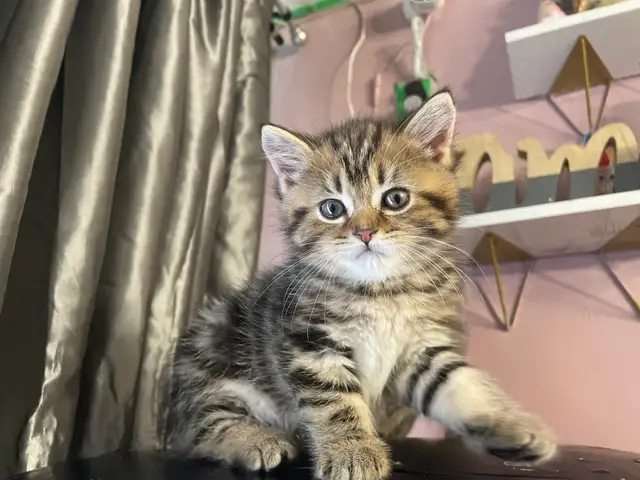 prestigious cats 101 - Photo 6