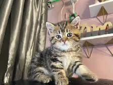 prestigious cats 101 - Photo 6
