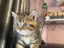 prestigious cats 101 - Photo 7