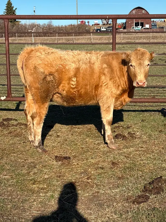 Heifer x 2
