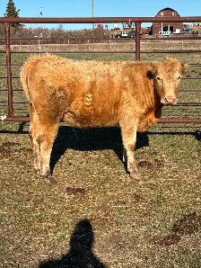 Heifer x 2