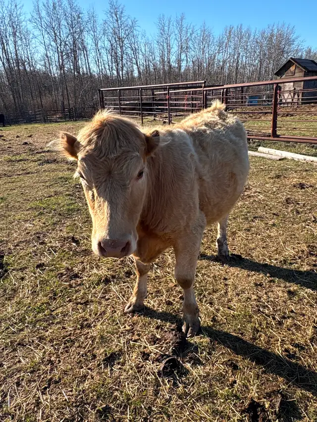 Heifer x 2 - Photo 2
