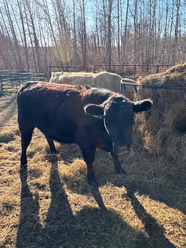 Heifer x 2 - Photo 3
