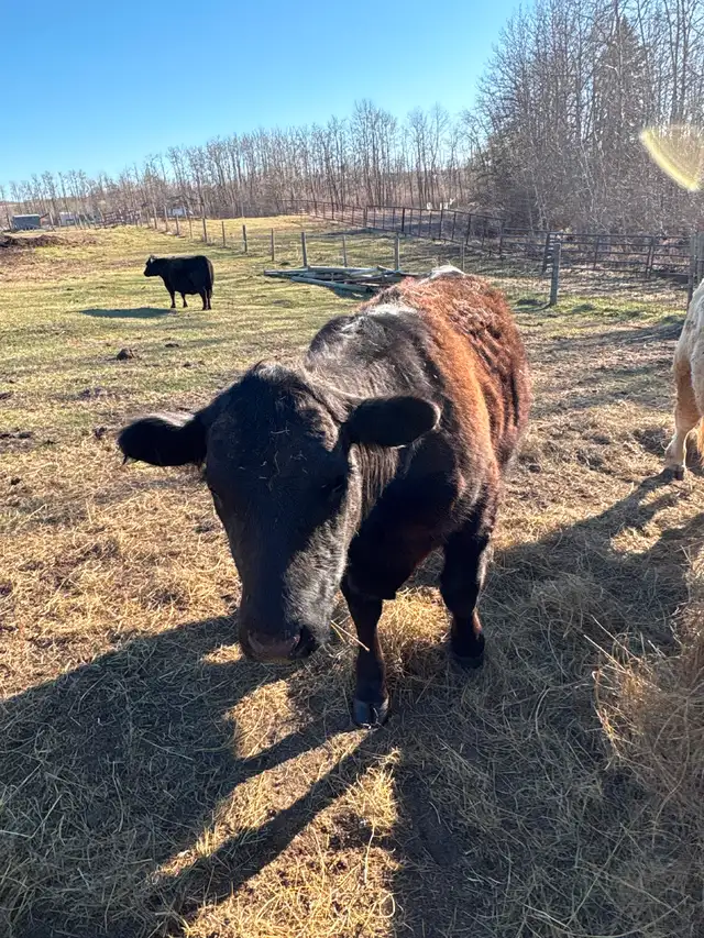 Heifer x 2 - Photo 4