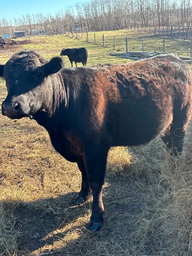 Heifer x 2 - Photo 5