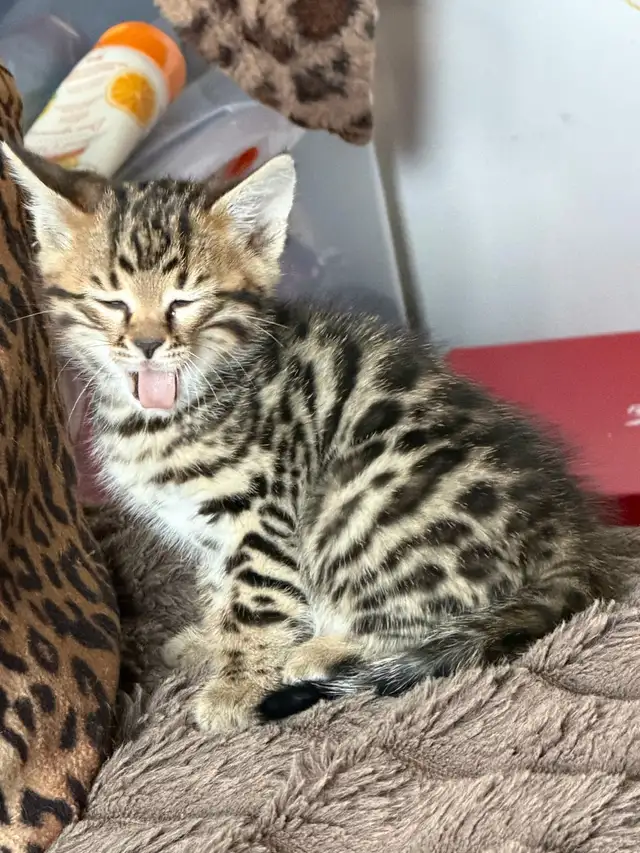 Beautiful Bengal Kittens Ready Now !