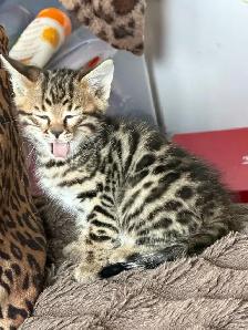 Beautiful Bengal Kittens Ready Now !