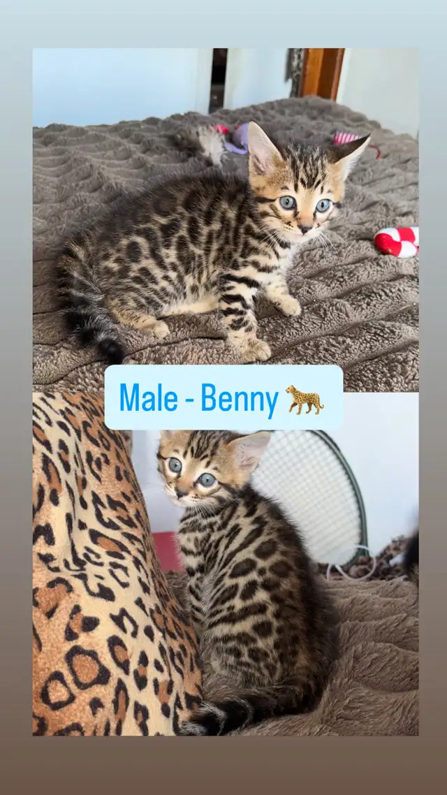 Beautiful Bengal Kittens Ready Now ! - Photo 2