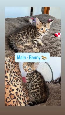 Beautiful Bengal Kittens Ready Now ! - Photo 2