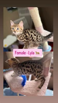 Beautiful Bengal Kittens Ready Now ! - Photo 3