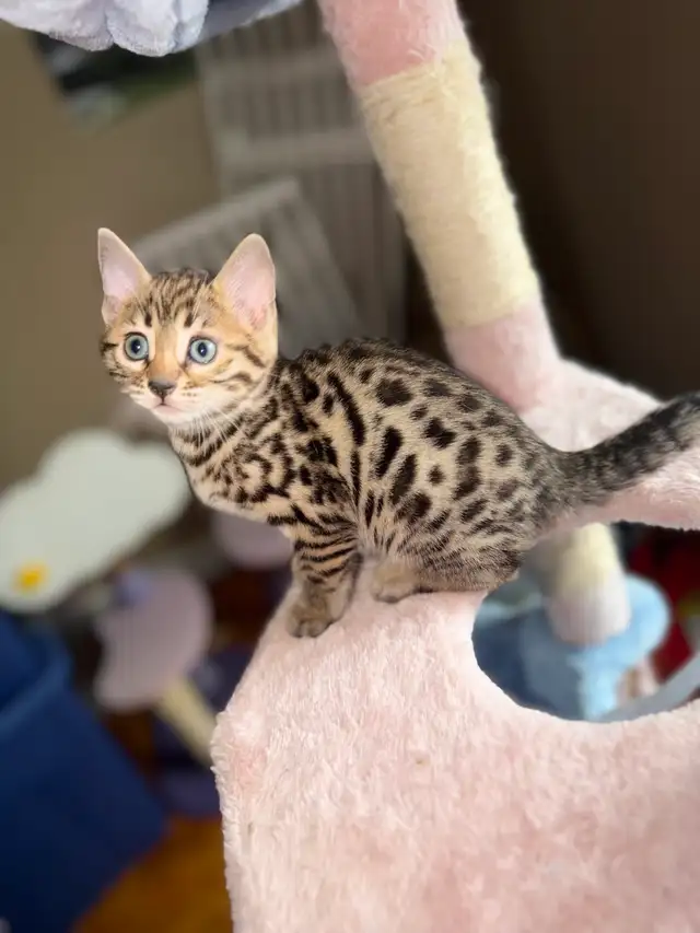 Beautiful Bengal Kittens Ready Now ! - Photo 4