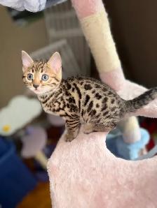 Beautiful Bengal Kittens Ready Now ! - Photo 4