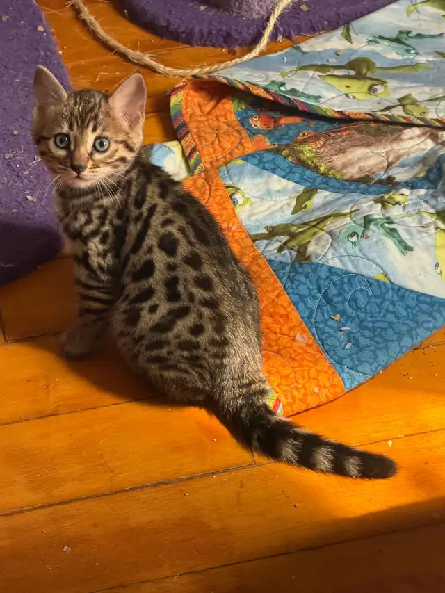 Beautiful Bengal Kittens Ready Now ! - Photo 5