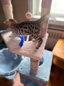 Beautiful Bengal Kittens Ready Now ! - Photo 6
