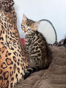 Beautiful Bengal Kittens Ready Now ! - Photo 8