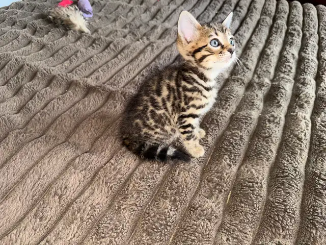 Beautiful Bengal Kittens Ready Now ! - Photo 10